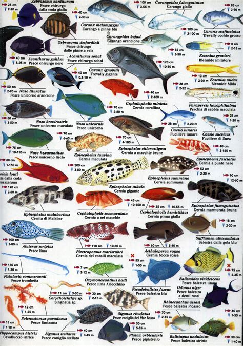 kızıldeniz balıkları isimleri